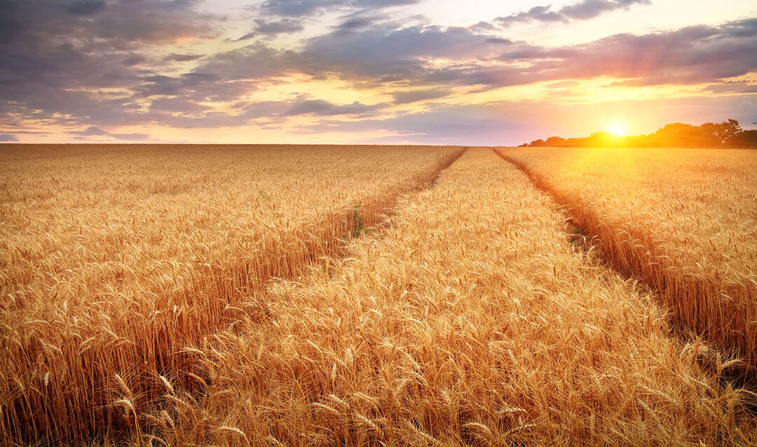 Nebraska Farmland