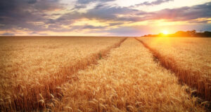 Nebraska Farmland